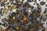 Polished Sericho Pallasite Meteorite ( g) Slice - Kenya #348913-1